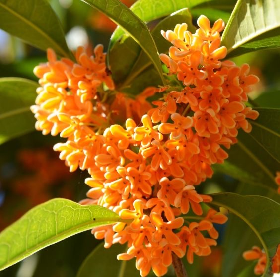 آشنایی با اسمانتوس (Osmanthus) در عطرسازی