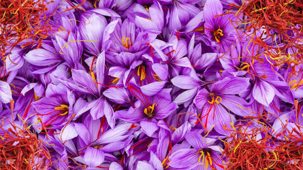 زعفران (Saffron) در عطرسازی؛ بررسی رایحه، ترکیبات، تاریخچه و کاربرد نت زعفران