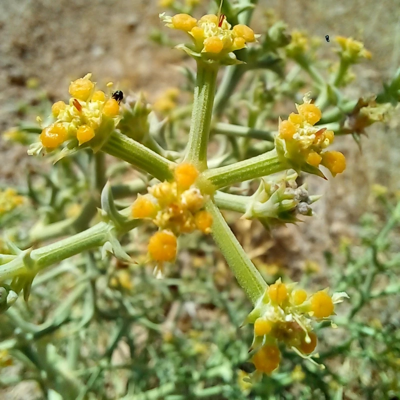 معرفی دو اسانس خاص (مشکک و خوشاریزه) در شرکت هیلدا اکسیر سلامت